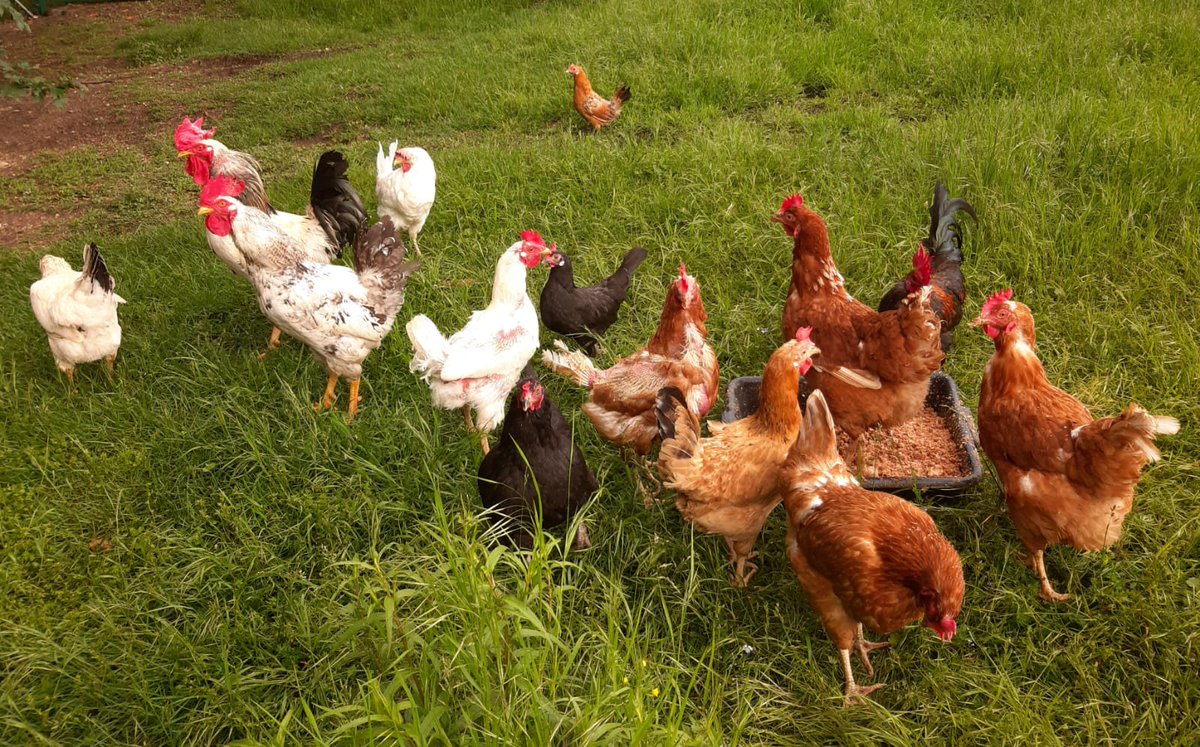 parcoantola's tweet image. In una giornata di maggio, come ogni giorno, si va ad aprire la casetta delle galline per farle razzolare, cosa che adorano.
Ma chi troviamo? Uno splendido fagiano maschio decide di avvicinarsi. Mangia con loro e resta una settimana, forse per rifocillarsi a dovere....