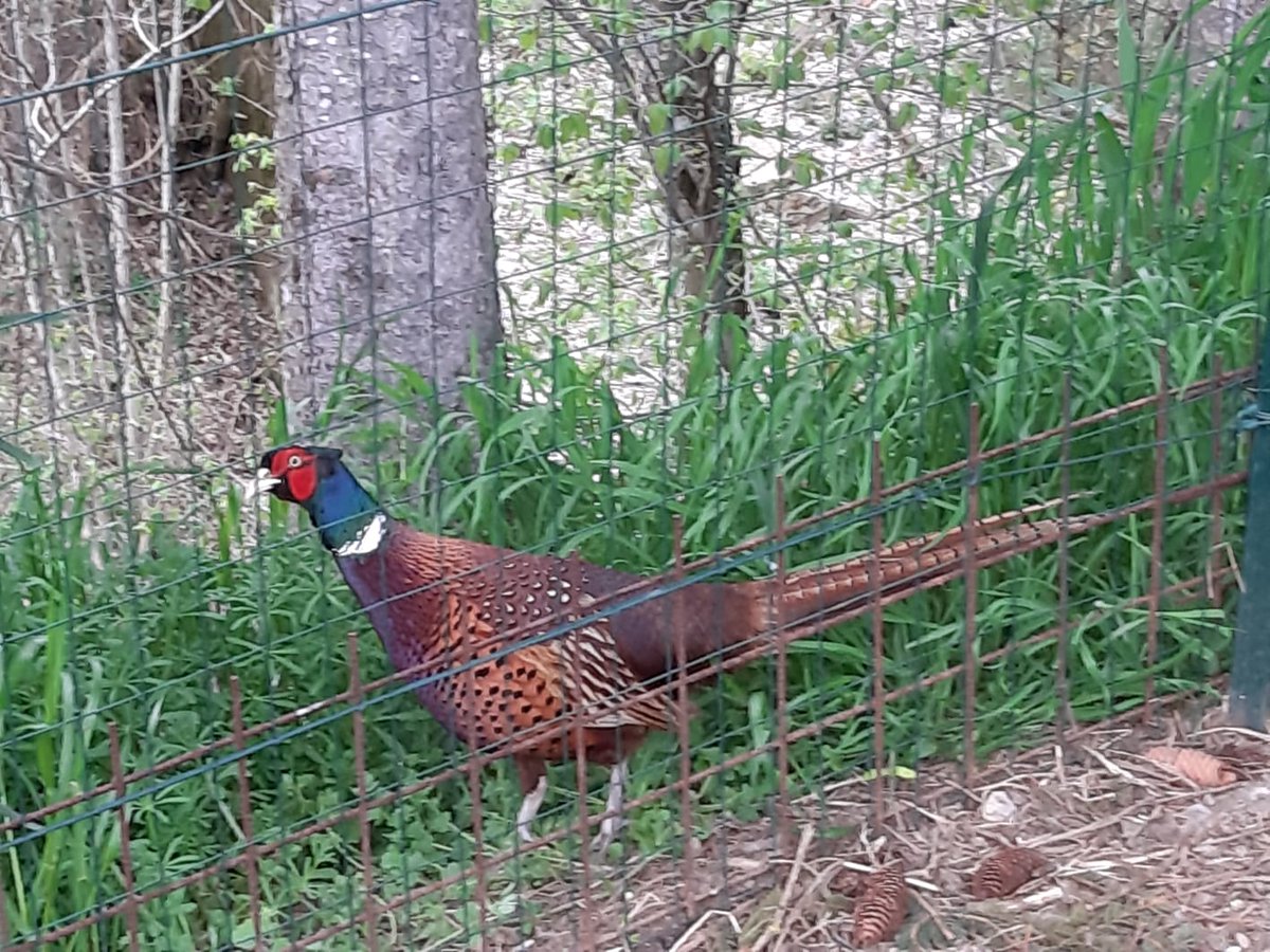 parcoantola's tweet image. In una giornata di maggio, come ogni giorno, si va ad aprire la casetta delle galline per farle razzolare, cosa che adorano.
Ma chi troviamo? Uno splendido fagiano maschio decide di avvicinarsi. Mangia con loro e resta una settimana, forse per rifocillarsi a dovere....
