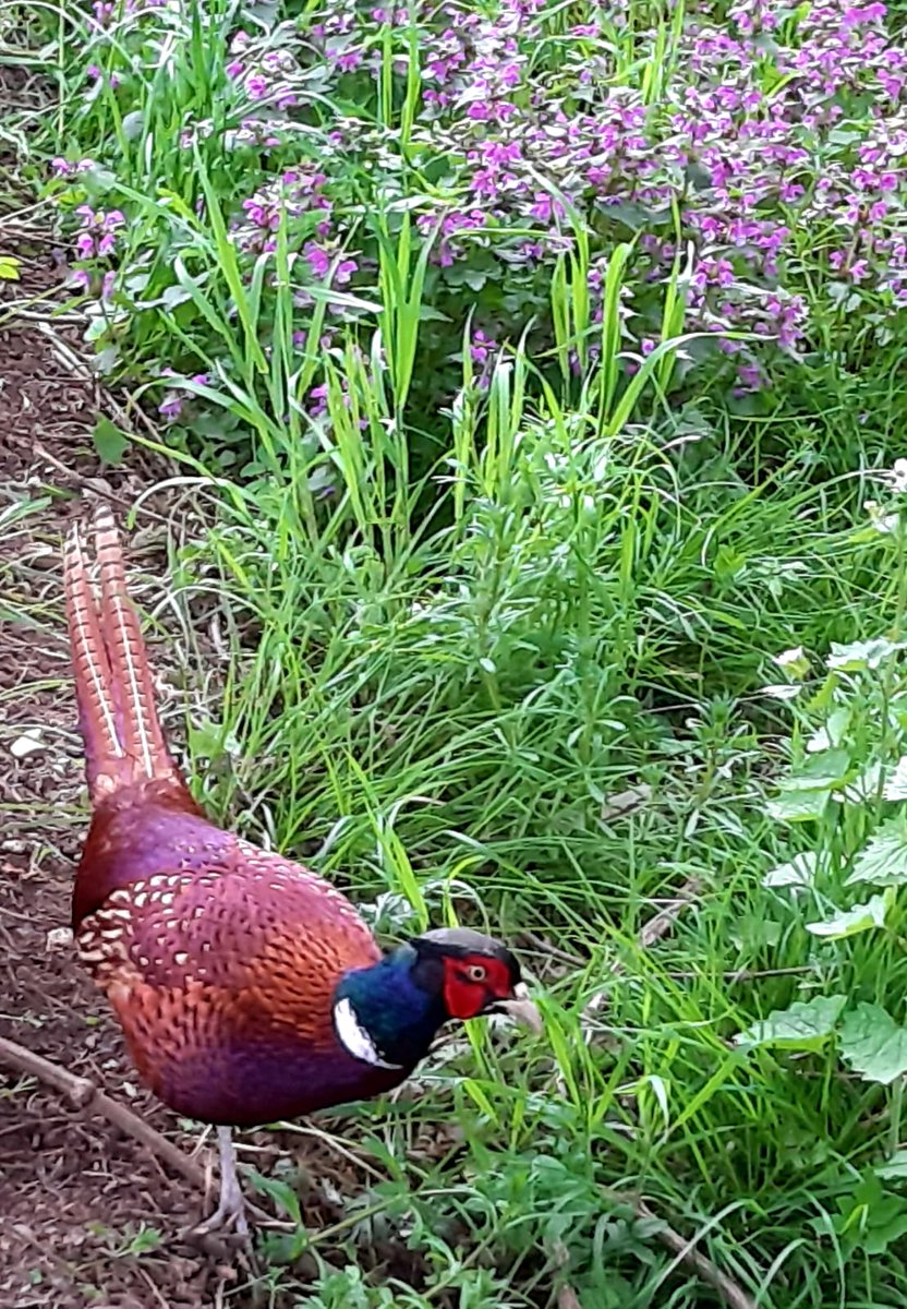 parcoantola's tweet image. In una giornata di maggio, come ogni giorno, si va ad aprire la casetta delle galline per farle razzolare, cosa che adorano.
Ma chi troviamo? Uno splendido fagiano maschio decide di avvicinarsi. Mangia con loro e resta una settimana, forse per rifocillarsi a dovere....
