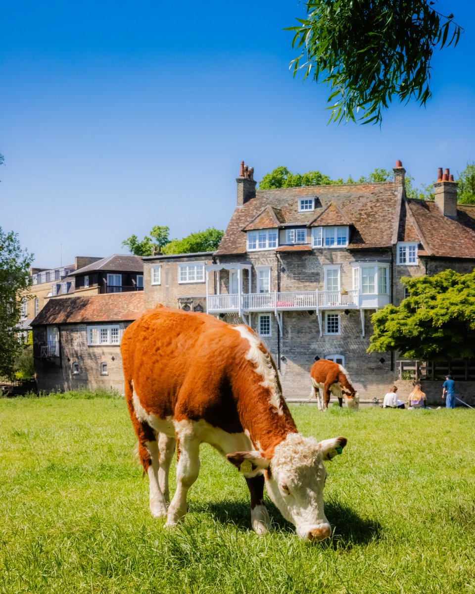 Have you seen the cows on Laundress Green recently? Here are three facts for you to digest 🐄 1️⃣ Cows have been grazing on green spaces across Cambridge for hundreds of years. 2️⃣ Across the Green and behind the cows stands The Old Granary, a Grade II listed building at