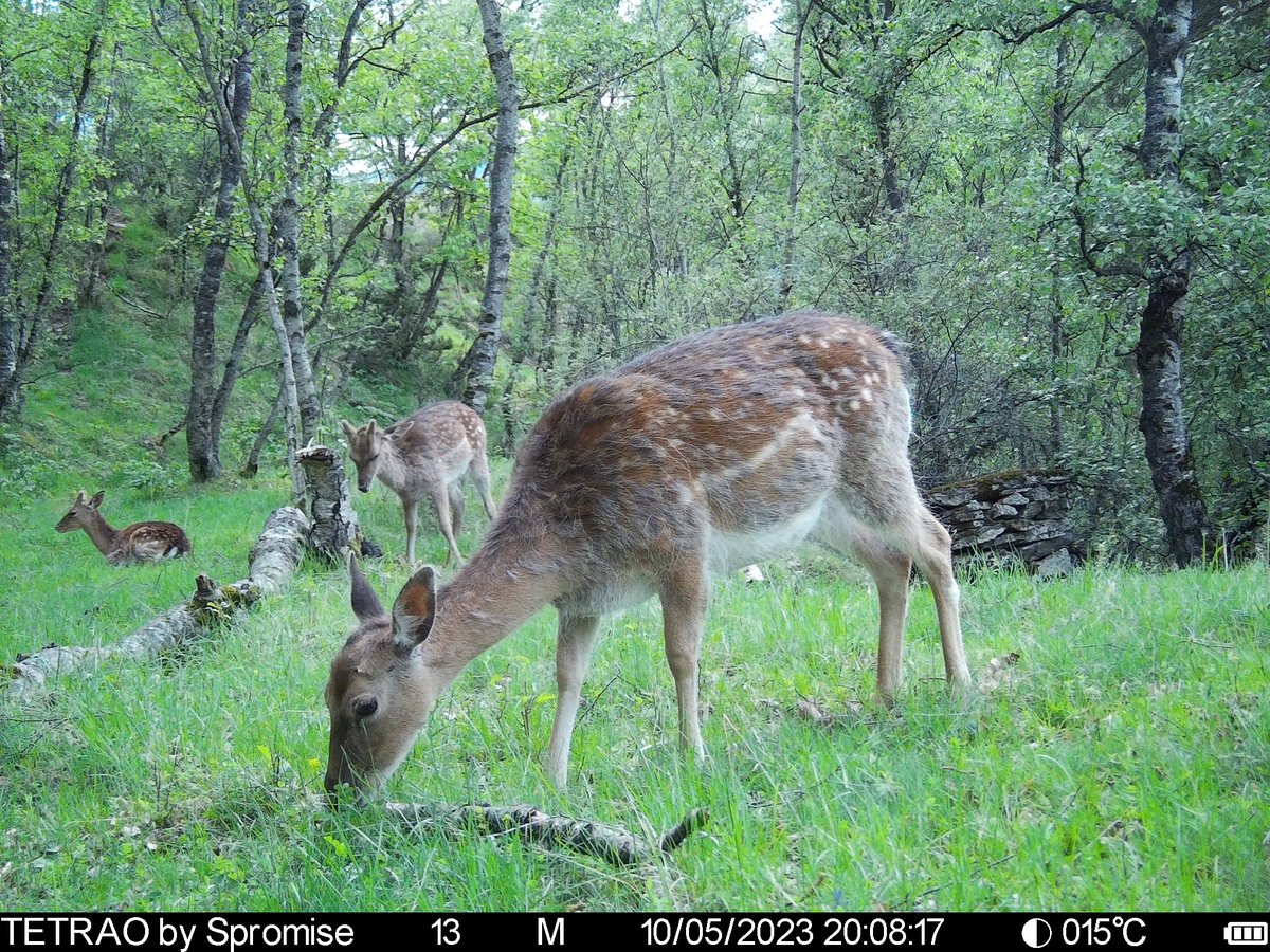 Do you use #CameraTraps? Have you ever considered how the decision to place the camera in a tree or elsewhere may influence your results? 💭

This study discusses how the precision of detection rates can be improved via clustered and rotating designs 📸

🔗doi.org/10.1111/1365-2…
