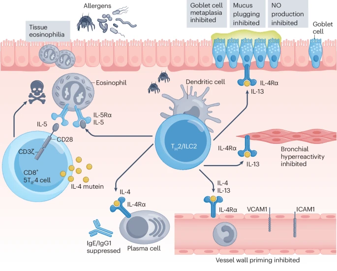 A single infusion of IL-5 CAR T cells made immortal like by depleting BCOR &amp; ZC3H12 can eradicate eosinophils &amp; secrete an IL-4 mutein that blocks IL-4/IL-13 signaling to confer durable remission of asthma in mice <a href="/NatImmunol/">Nature Immunology</a> 
nature.com/articles/s4159…
nature.com/articles/s4159…