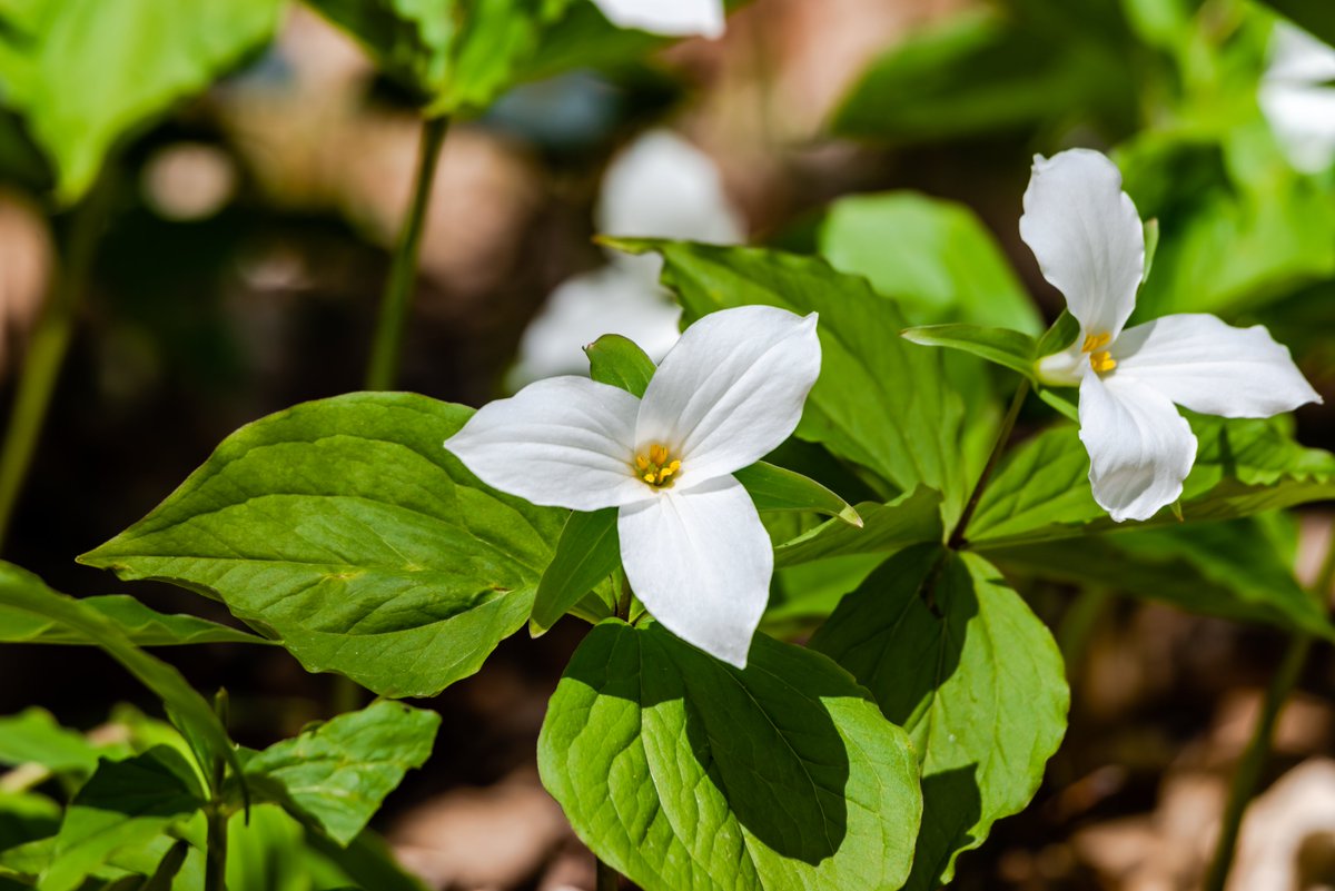 Canada has some beautiful #SpringFlowers, but not all of them are native to the country. Test your knowledge of #Botany! Which of the following flowers is NOT native to Canada? #TriviaTuesday 🌺

A) White trillium
B) Marsh marigold
C) Purple loosestrife
D) Common milkweed