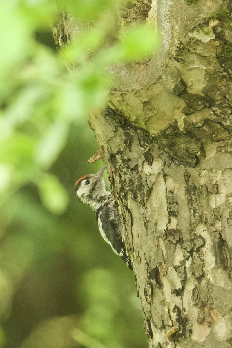 Did I say imminent? 7 hrs later, at around 2pm the fifth and final Great Spotted Woodpecker chick fledged. That’s 56.5hrs after the first one left the nest cavity.