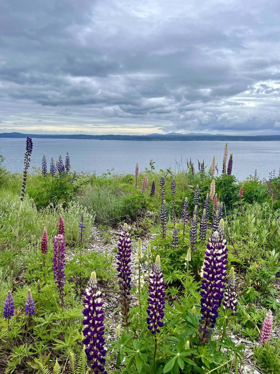 emmharv's tweet image. I’m officially in Seattle for the summer to intern at @MSFTResearch #FATE, where I’ll be working on bridging research and practice to measure harms from LLMs with the inimitable @ewsheng! If you’re also here, LMK - I’m excited to explore and I’d love to grab coffee, hike, etc!!