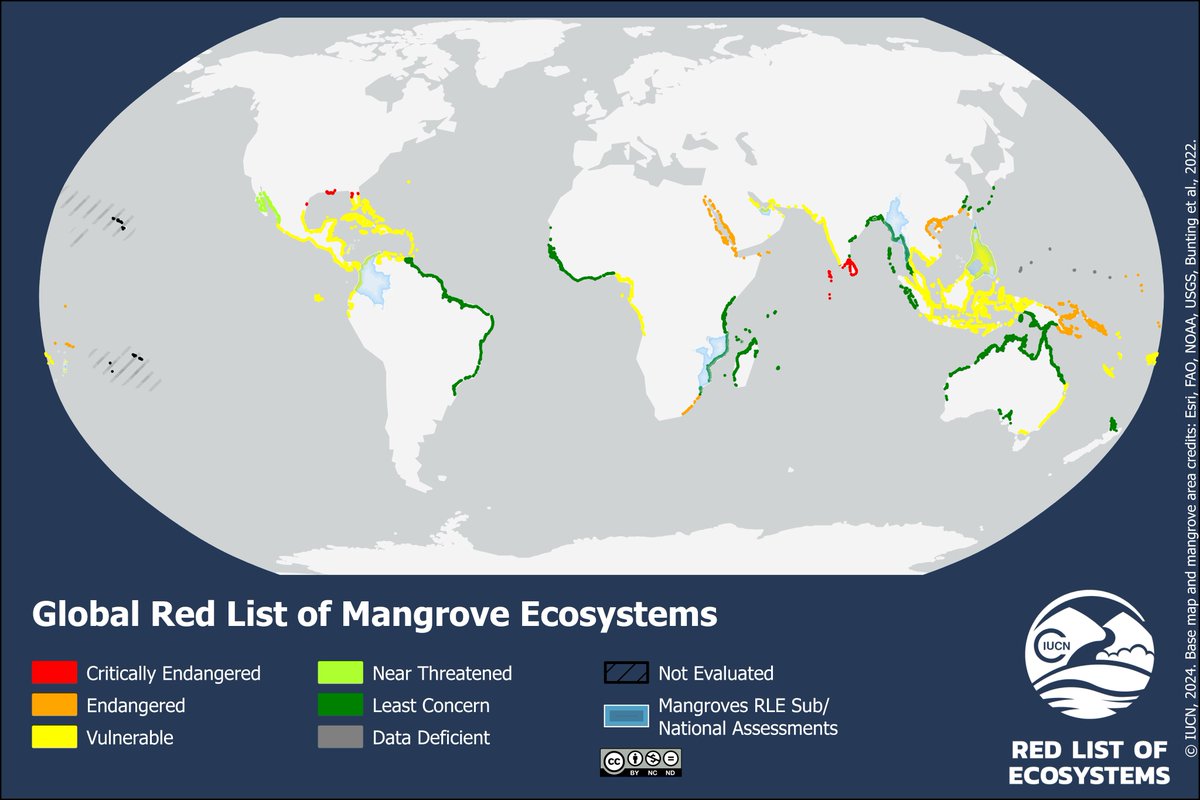 IUCN (@iucn) on Twitter photo The first global mangrove assessment for <a href="/redlisteco/">Red List of Ecosystems</a> shows over half of the world’s mangrove ecosystems are at risk of collapse.
Learn why and what can be done ➡️ buff.ly/3UUY9hx The first global mangrove assessment for <a href="/redlisteco/">Red List of Ecosystems</a> shows over half of the world’s mangrove ecosystems are at risk of collapse.
Learn why and what can be done ➡️ buff.ly/3UUY9hx