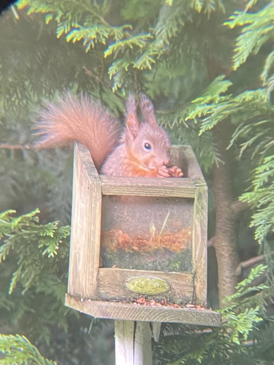 Today’s view through the kitchen window* while the kettle boils… A brand new baby red squirrel! 🐿️ Teeeenchy! (*also through phone camera stuck haphazardly to old binoculars 🤪) @BioDataCentre