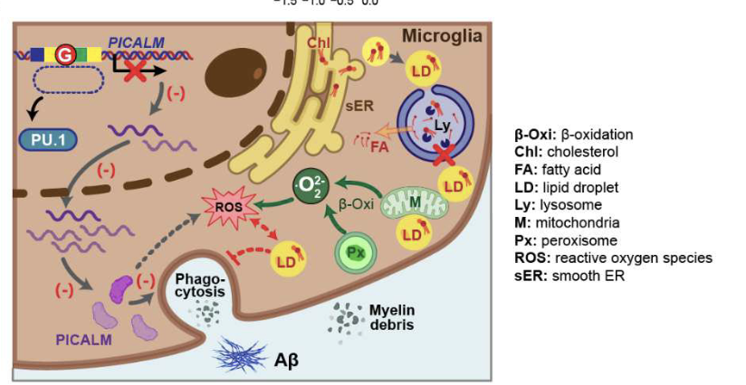 LukensJohnR's tweet photo. Alzheimer’s disease risk allele of PICALM causes detrimental lipid droplets in microglia
https://t.co/SWiLPFT07f https://t.co/vMxCeQcdPU