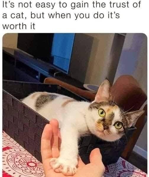 WholesomeMeme tweet picture