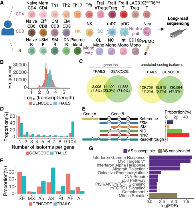 Long-read sequencing for 29 immune cell subsets (Transcriptomic Resource of Immune Cells using Long-read Sequencing, TRAILS) reveals disease-linked isoforms
nature.com/articles/s4146…