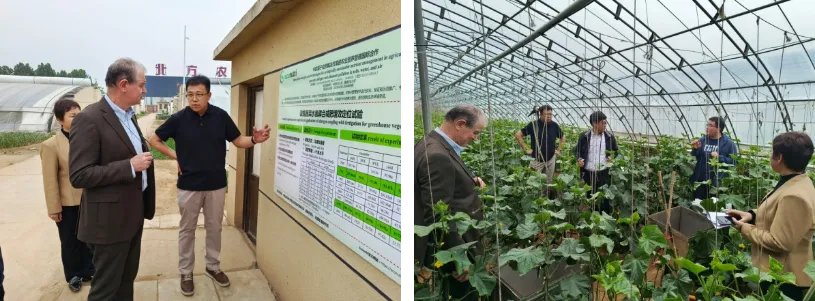 🌽On May 5, 2024 @Econutri30 experts from #AUA and #China visited Shijiazhuang Experimental Station to advance vegetable nutrition management. Key areas: organic fertilizers, precise water/fertilizer management and DSS systems to reduce emissions. 
 #Agriculture  #econutriproject