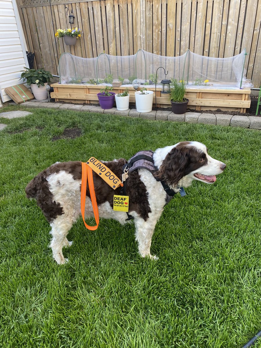 ggirl1968's tweet photo. Timeline cleanse. Zeus all ready for a walk before the rain moves in. My senior guys still gets excited for walks even if he forgets the right direction to face. 💗💗#SeniorDogs #BlindDogs #DeafDogs #DogsOfTwitter https://t.co/ARoZiAFhXX