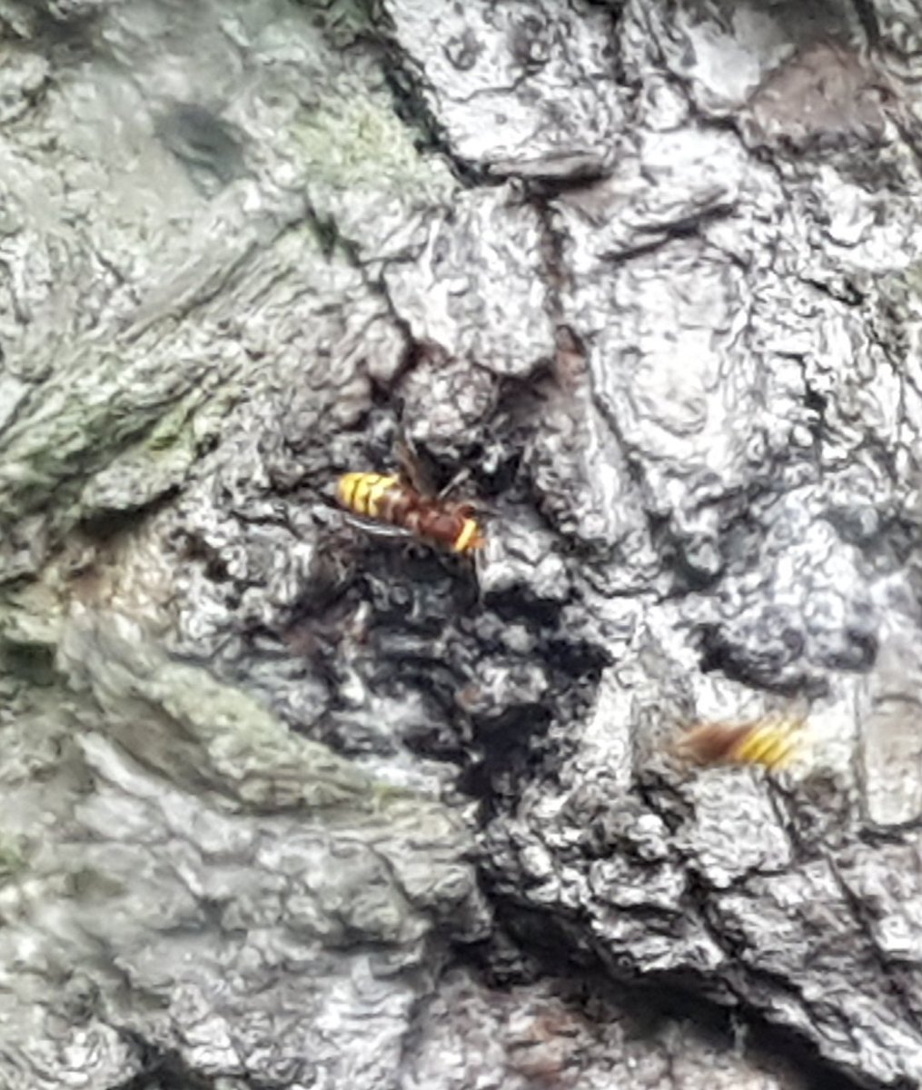 Spotted in the woods car park 😰 30-45mm long and fighting each other, very aggressive things. I've reported them, just in case they're the bee killers.