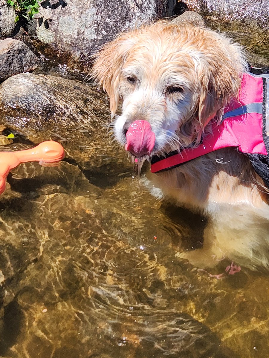 Happy #tongueouttuesday !! 👅 Pic from this past weekends shenanigans!! 🏊🏼‍♀️❤️ #goldenretrievers #goldengracie #dogsoftwitter