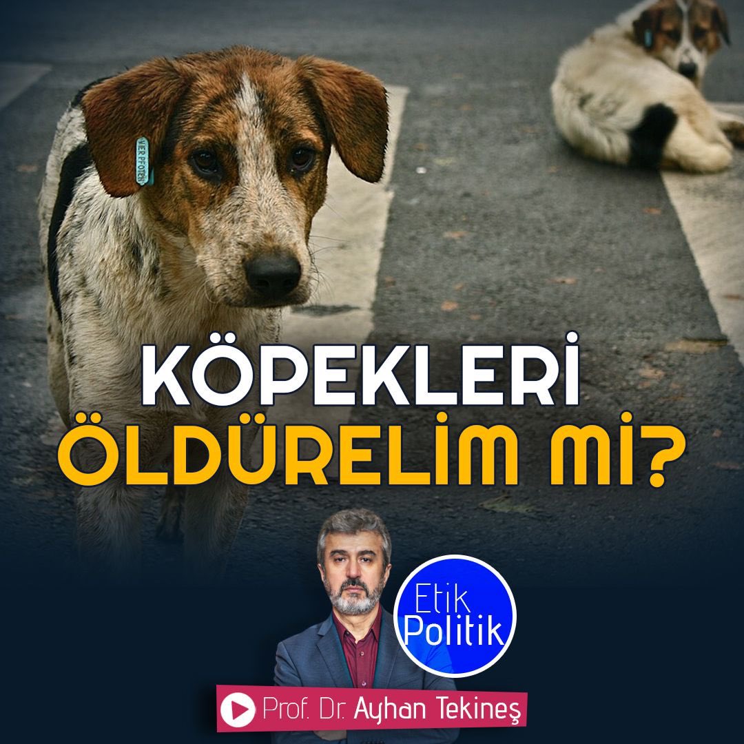 Köpekleri öldürelim mi? | @AyhanTekines ▶️ Köpekleri öldürebilir miyiz? ▶️ Keyfi avcılık mı yoksa aç kalmamak için avlanmak mı? ▶️ Kurbanlık hayvanlar hangi izinle kesiyoruz? ▶️ Hayvanlar kirli yada pis mi? youtu.be/sug-xRRYJ8U?si… #Gezi11Yaşında Türk Milleti #GeziDirenişi