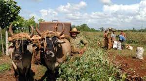 #AnapCuba #Fidel: ¿De qué va a vivir un país, si no es de la tierra? ¿De qué se va alimentar un país, si no es de la tierra? Luego, el sistema de producción agrícola tiene que ser un sistema que contemple, antes que nada, los intereses del país (…) #GenteQueSuma