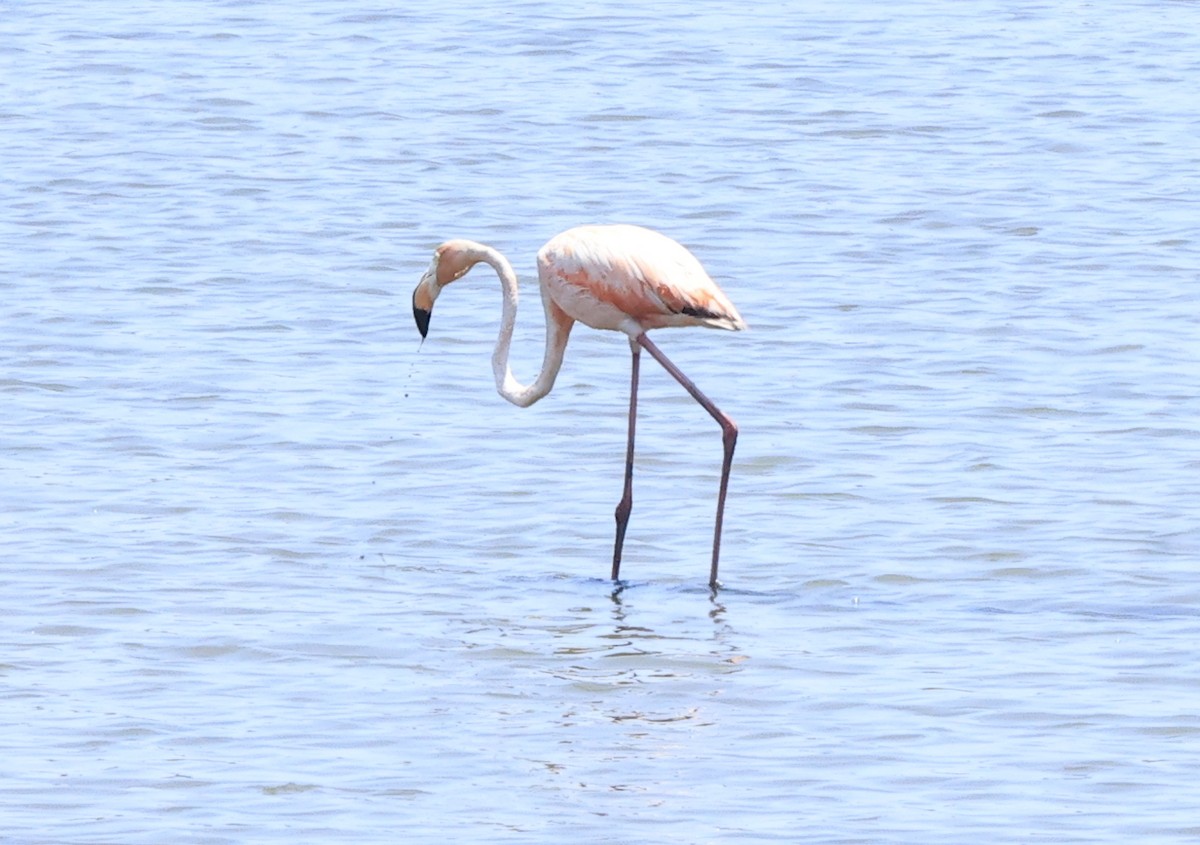 An American Flamingo has just been confirmed in Glynn County, Georgia (CODE 3) ebird.org/checklist/S177… Photo: Valerie Burnett #ABARare #birding