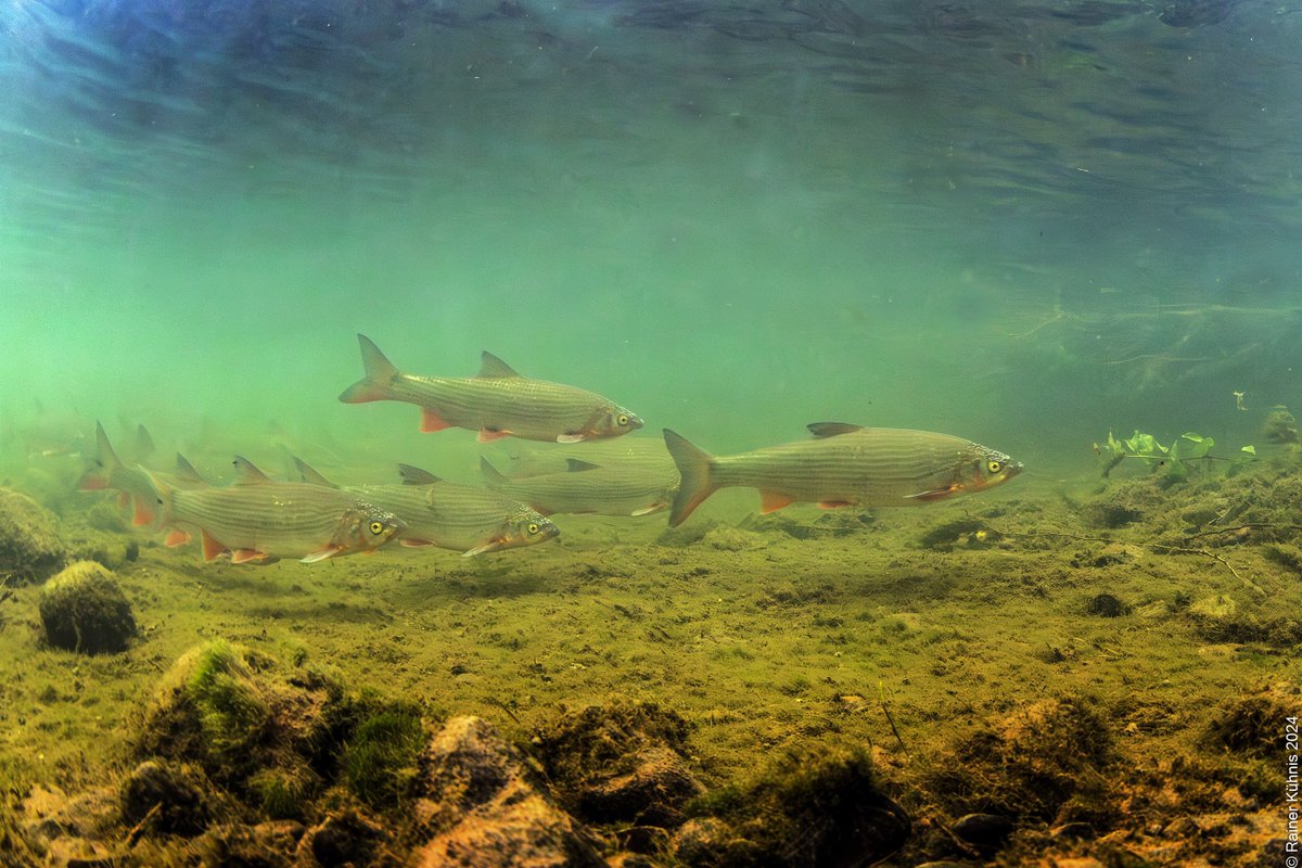 Ende April wurden in der Simmi in Gams über hundert Nasen beim Laichen beobachtet. Ein kleiner Erfolg für die in diesem Abschnitt ausgestorbene #Fischart. Der #naturemade star Fonds von ewz hat die Revitalisierung der Simmi mit 600'000.- unterstützt. #Biodiversität #nachhaltig^mo