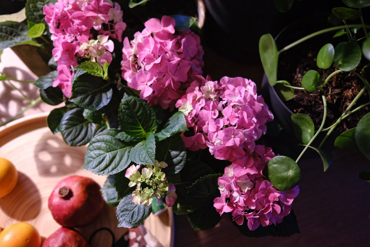 Colour & shapes…
#Plant #MorningLight #KitchenLife #Thankfulness