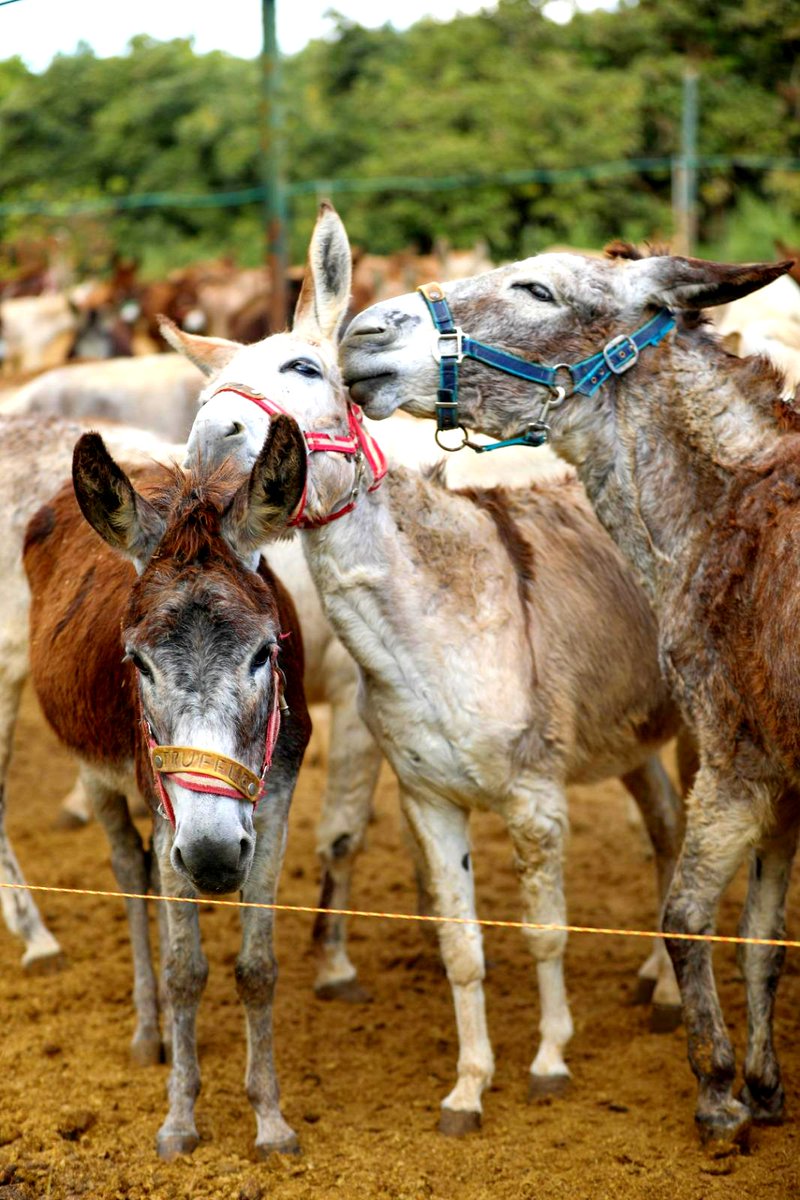 🥰 What are this little trio up ⁉️ #DonkeySanctuary #LoveDonkeys #DonkeyCharity #Truffle&Friends #SafeHaven