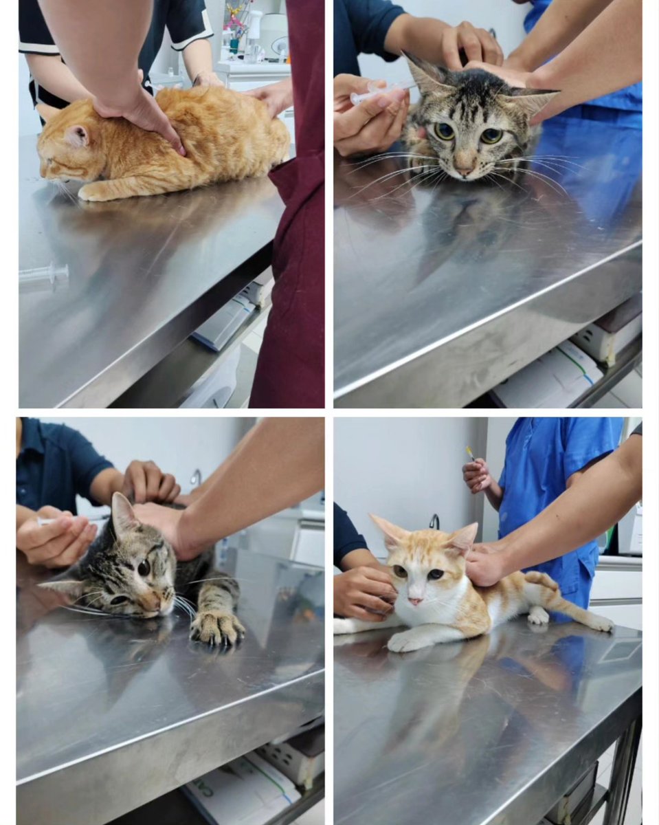 Gray And Siblings tweet media