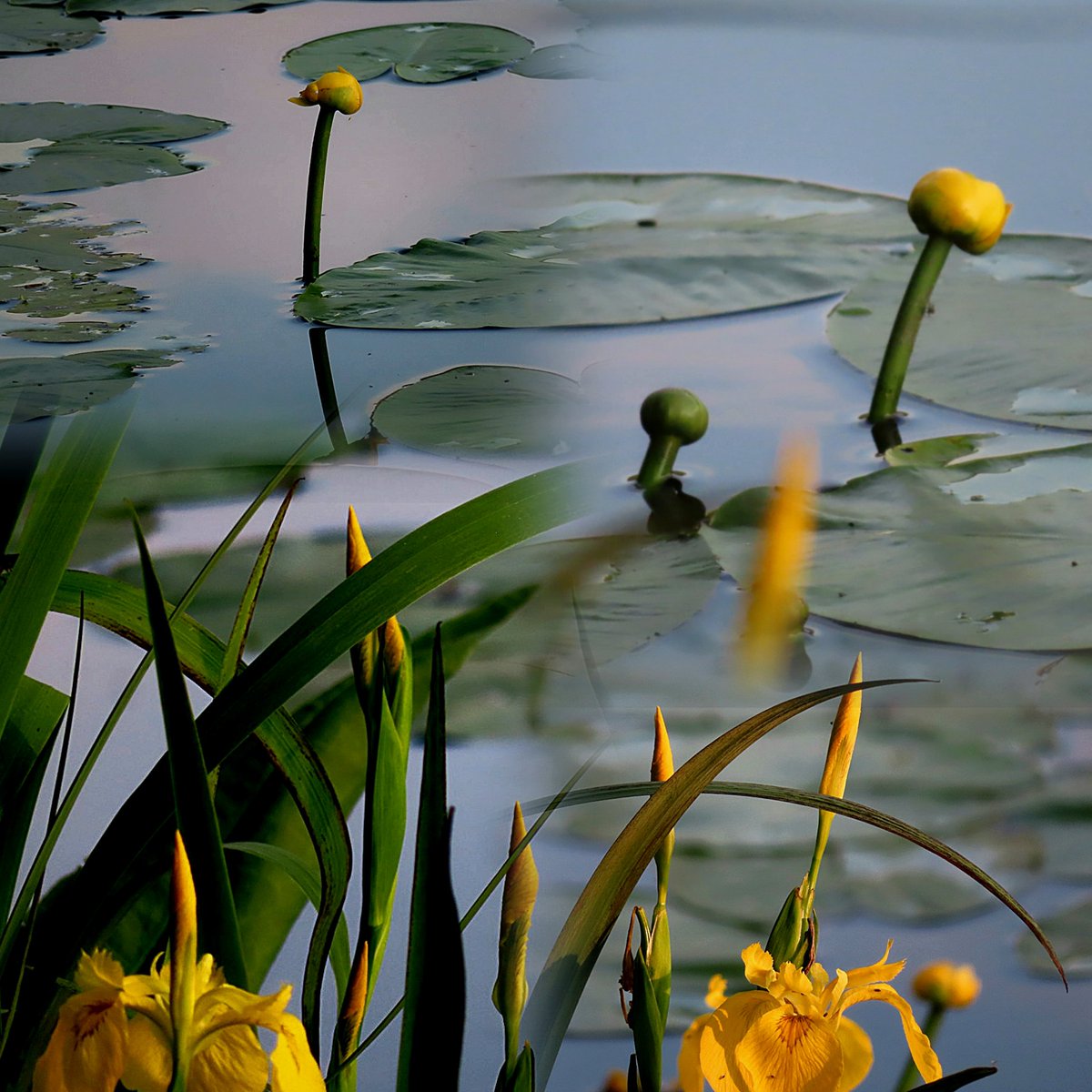 My view this afternoon    💛💛
Have a nice evening all 

' the most beautiful emotions are those that you cannot explain '    * Charles Baudelaire
#tuesdayvibe #waterflowers #collageart