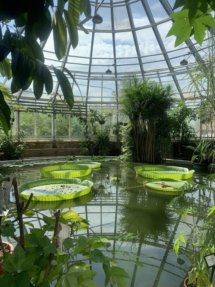 fevziyehasan's tweet photo. The gorgeous waterlilies (Victoria sp.) at @UU_University tropical greenhouse of Botaniska trädgården! #Uppsala #LivingCollections #NaturalHistory
https://t.co/BSHpaRnE0n https://t.co/9k3k1VKb3V
