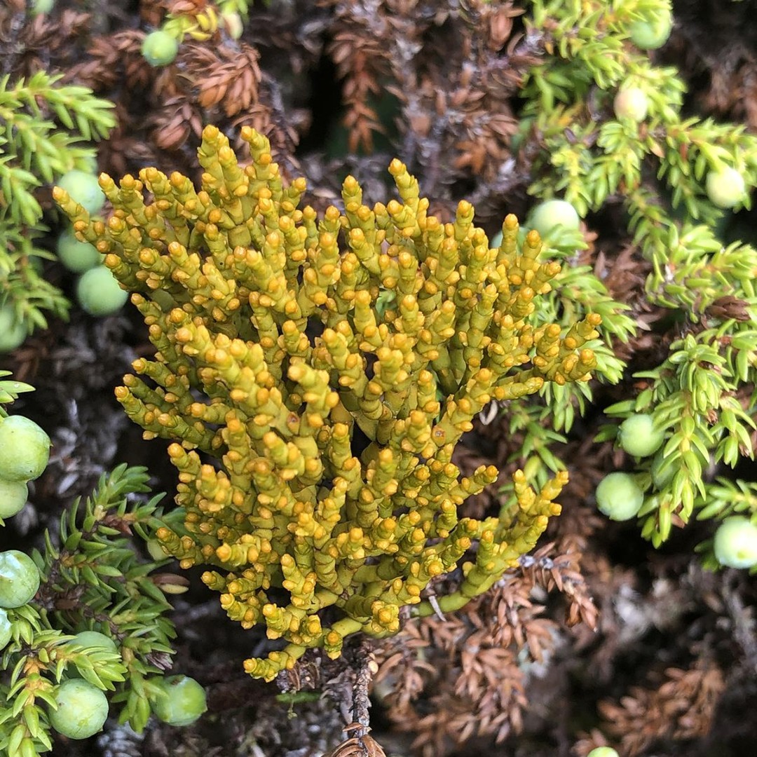 Are you attending #CSEE2024? Do you study #ParasiticPlants? Discover innovative research on forest parasites from mistletoes to mycoheterotrophs in @cdnsciencepub's Botany, proud sponsor of the @CSEE_SCEE conference: ow.ly/AFPR50Rrbnq #CSEE_SCEEmtgs