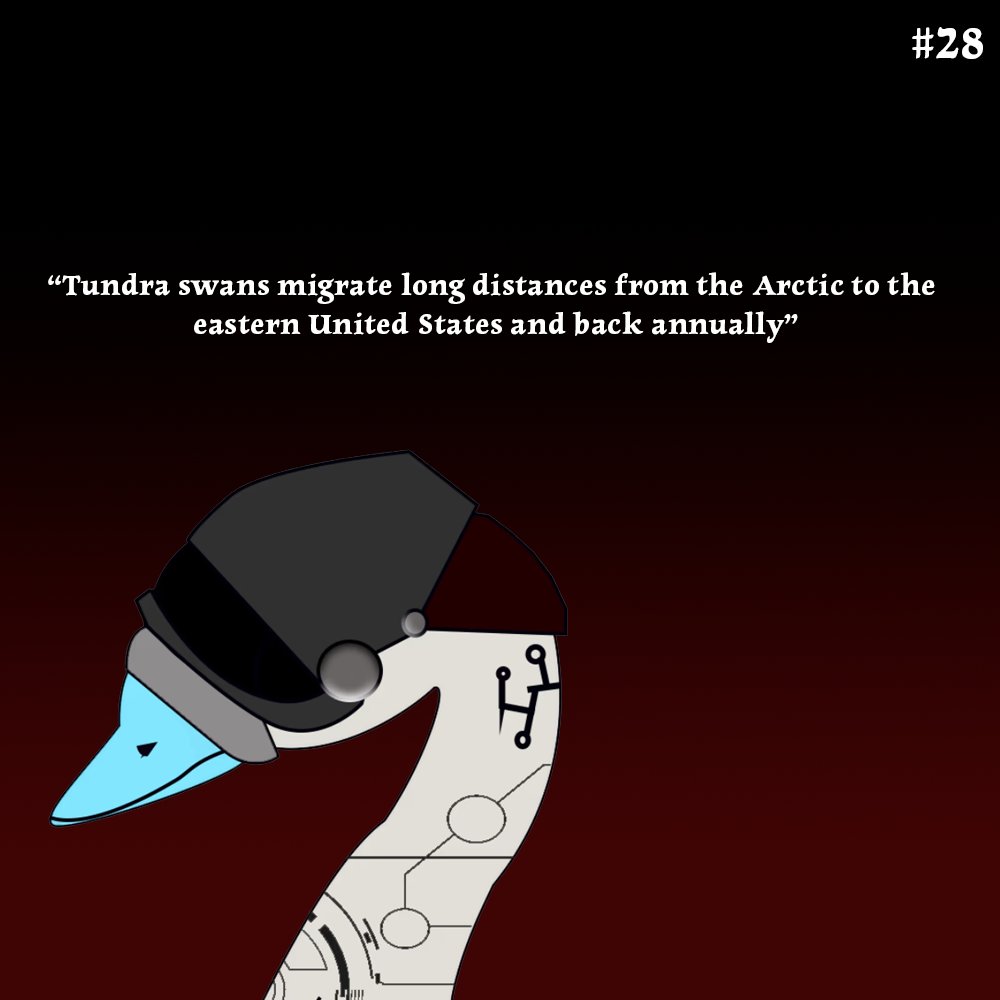 🦢✨ Like the Tundra swans themselves...

 The Meka Swans are built to go the distance! 🦢✨ 

Navigating through the world of NFTs &amp; Web3-like OGs!

GM #FLOCK here is today's #SwanFact 

#LetsFLOCKnGo 👀 #LetsFLOCKnGrow 👀#MekaSwans 🦢