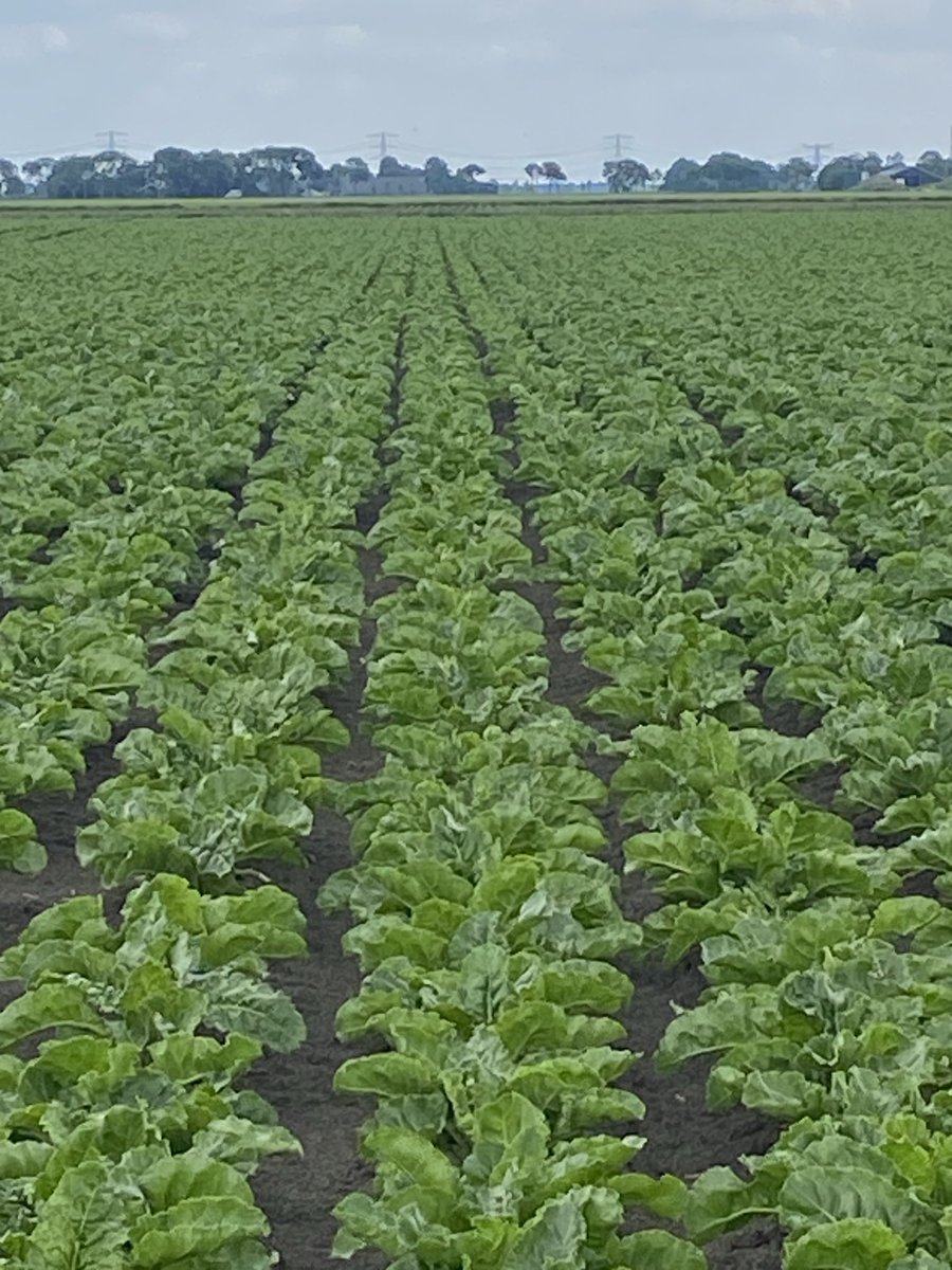 IJzebrand Rijzebol tweet media