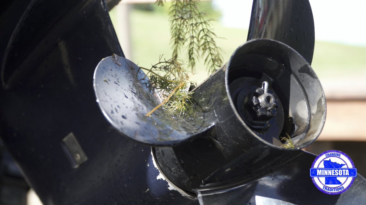 True or false: aquatic invasive species are only plants.

False! Aquatic invasive species, or AIS, can be plants, like Eurasian watermilfoil, or animals, like Zebra mussels. #TheMoreYouKnow

#AquaticInvasiveSpecies #StopAquaticHitchhikers #MNTraditions #MinnesotaTraditions