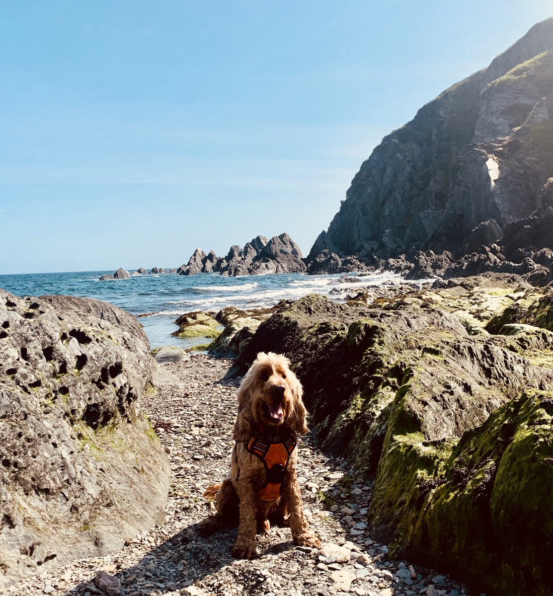 A year ago on Bennett’s Mouth beach with Ziggy. Not posting anything else today as you can barely see your hand in front of your face with the sea fret. 
Mortehoe, Woolacombe, North Devon 💙