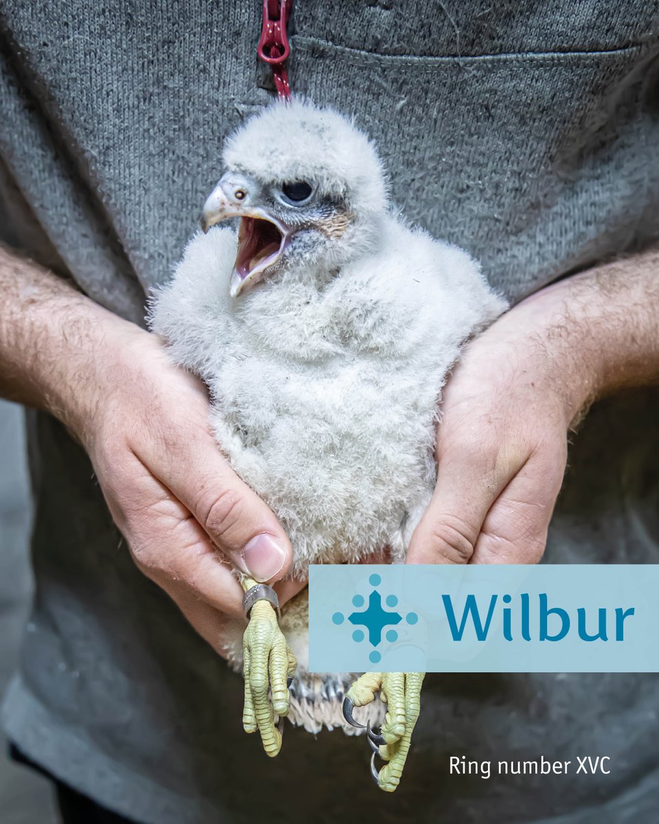 SalisburyCath's tweet photo. Our four-week-old peregrine chicks have now been named! Meet Joe, Lorraine, Wilbur and Norman! 🐤

Thank you for all your submissions and we hope you will stay tuned for more peregrine updates in the weeks to come! https://t.co/GHoQ3lZMRE