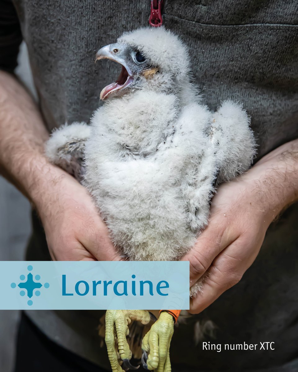 SalisburyCath's tweet photo. Our four-week-old peregrine chicks have now been named! Meet Joe, Lorraine, Wilbur and Norman! 🐤

Thank you for all your submissions and we hope you will stay tuned for more peregrine updates in the weeks to come! https://t.co/GHoQ3lZMRE