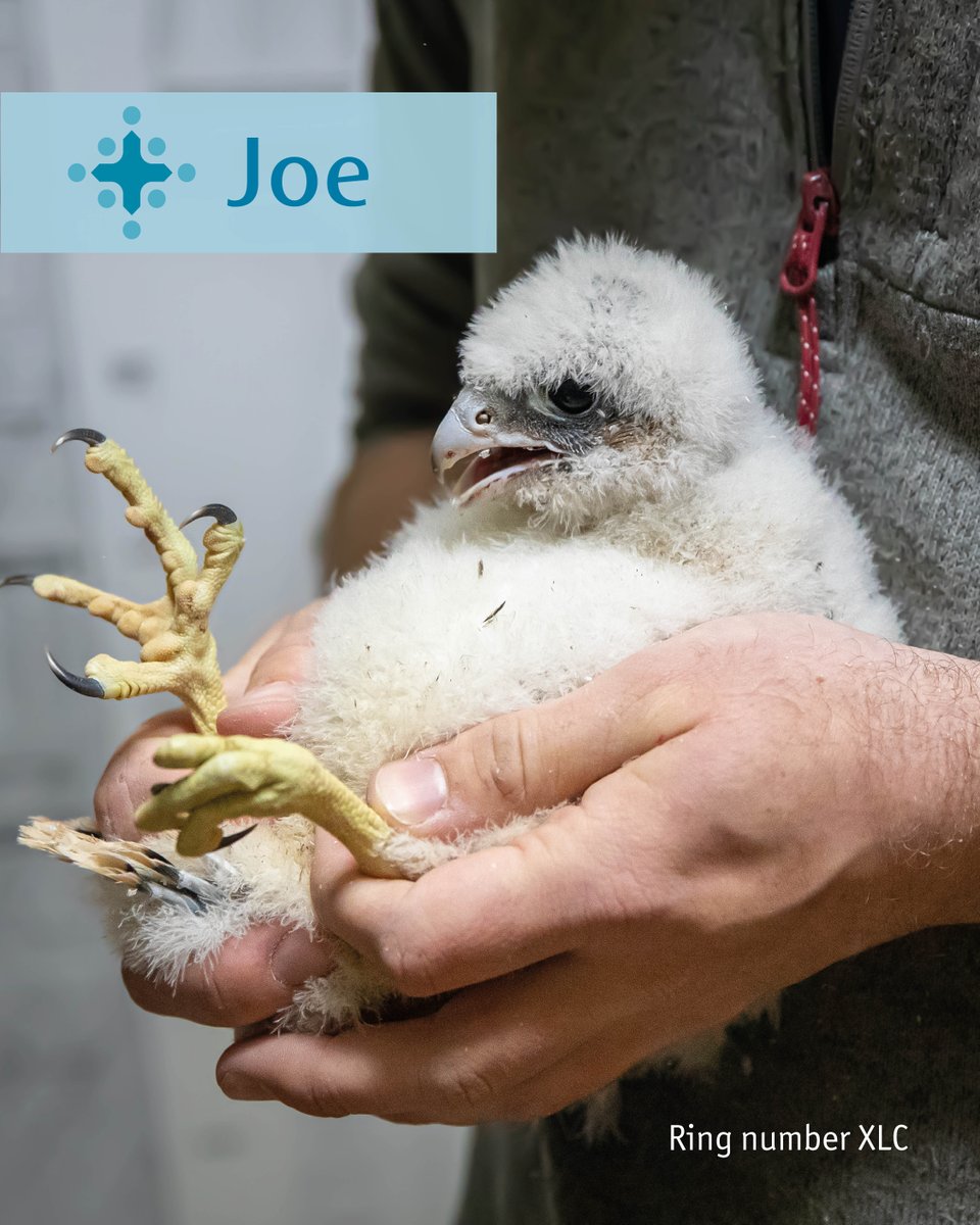SalisburyCath's tweet photo. Our four-week-old peregrine chicks have now been named! Meet Joe, Lorraine, Wilbur and Norman! 🐤

Thank you for all your submissions and we hope you will stay tuned for more peregrine updates in the weeks to come! https://t.co/GHoQ3lZMRE