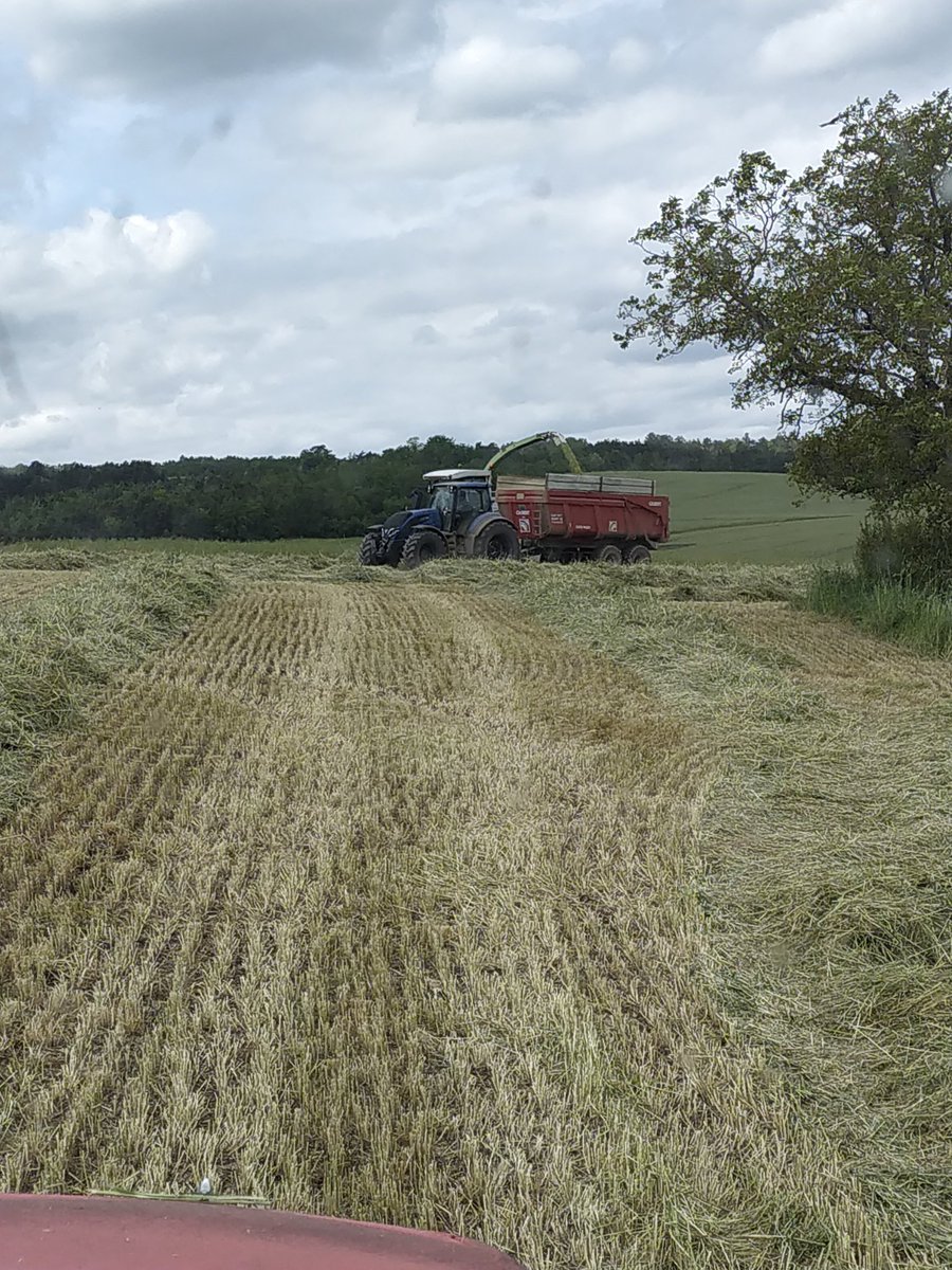 Ensilage de méteil (mélange de céréales)  pour les 🐄🐄
Comme pour le seigle destiné à la méthanisation
Un trèfle prendra la relève voir même un sorgho  pour les 🐄🐄
#ceuxquifontlelait #fragtw
Le sorgho multi coupe la récolte ensilage ou enrubannages ?