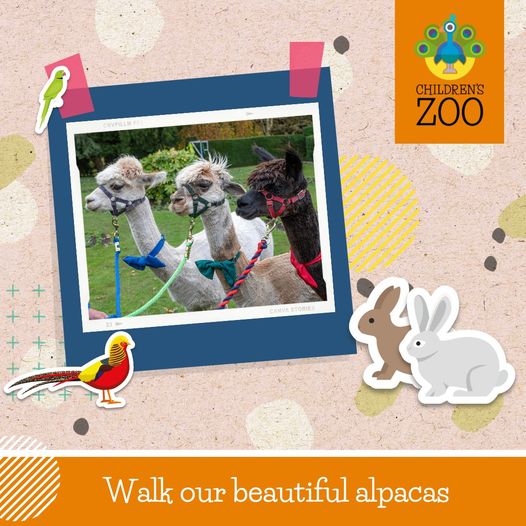 Our alpaca walks are back and slots are now available to book until the end of summer!
Whether you're looking for the perfect gift idea for the animal lover in your life or if you just fancy treating the kids, book your walk today at waltonhallgardens.co.uk/walk-an-alpaca