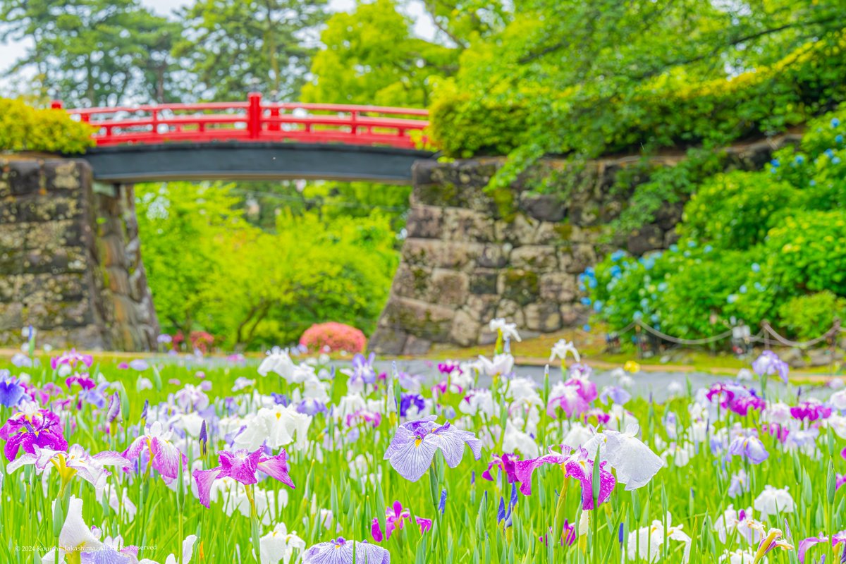 「小田原城あじさい花菖蒲まつり」 カラフルな花菖蒲が綺麗でした✨ 花菖蒲4部咲き💐　紫陽花2部咲き🍀 #naturephotgraphy #花