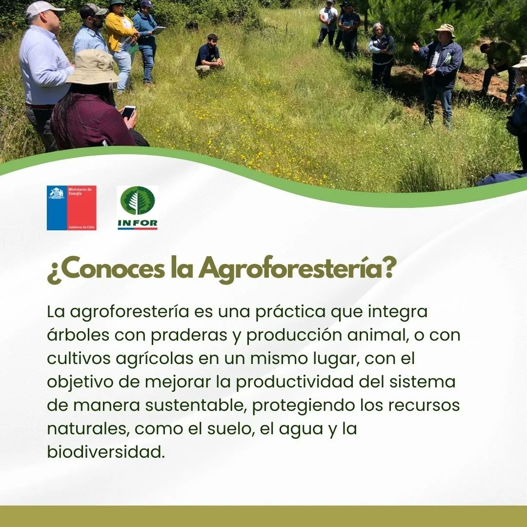 INFOR_Minagri's tweet photo. #AgroforesteríaINFOR
🌳🐝🐄👩🏼‍🌾
¿Conoces la Agroforestería?
La agroforestería es una práctica que integra árboles con praderas y producción animal, o con cultivos agrícolas en un mismo lugar, con el objetivo de mejorar la productividad del sistema de manera sustentable,➡️ https://t.co/FdpGTmzvf7