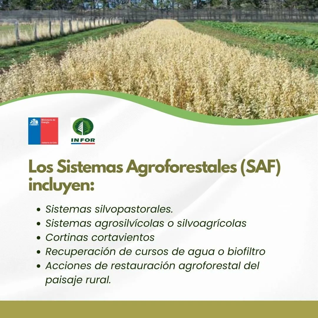 INFOR_Minagri's tweet photo. #AgroforesteríaINFOR
🌳🐝🐄👩🏼‍🌾
¿Conoces la Agroforestería?
La agroforestería es una práctica que integra árboles con praderas y producción animal, o con cultivos agrícolas en un mismo lugar, con el objetivo de mejorar la productividad del sistema de manera sustentable,➡️ https://t.co/FdpGTmzvf7