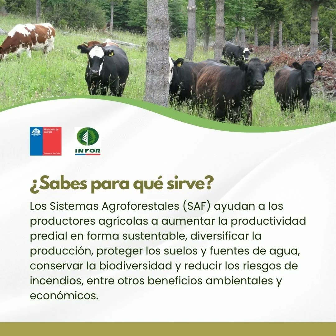INFOR_Minagri's tweet photo. #AgroforesteríaINFOR
🌳🐝🐄👩🏼‍🌾
¿Conoces la Agroforestería?
La agroforestería es una práctica que integra árboles con praderas y producción animal, o con cultivos agrícolas en un mismo lugar, con el objetivo de mejorar la productividad del sistema de manera sustentable,➡️ https://t.co/FdpGTmzvf7