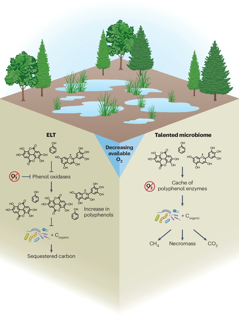 Had a lot of fun writing this Nat Microbio News & Views piece w/ @MaggieSogin! 

Check out our thoughts regarding the work by the @TheWrightonLab about the talented microbiome & rethinking the enzyme latch theory. 

nature.com/articles/s4156…

#microbiology #carbonstorage