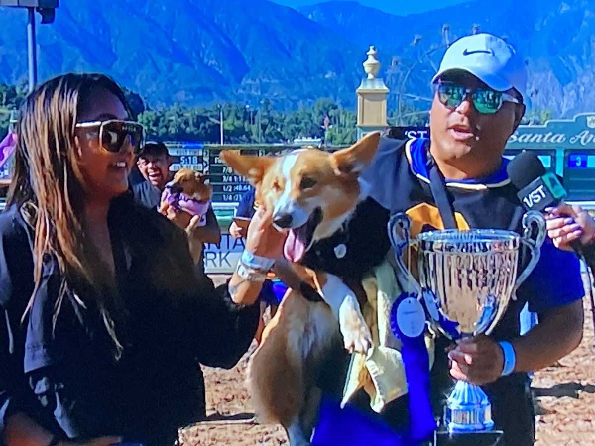 track_ca's tweet photo. Frenchies One Weekend, Corgis Another, Horses Are Not The Only 4 Legged Animals Running Here 😀 https://t.co/9yzek9fCOT
