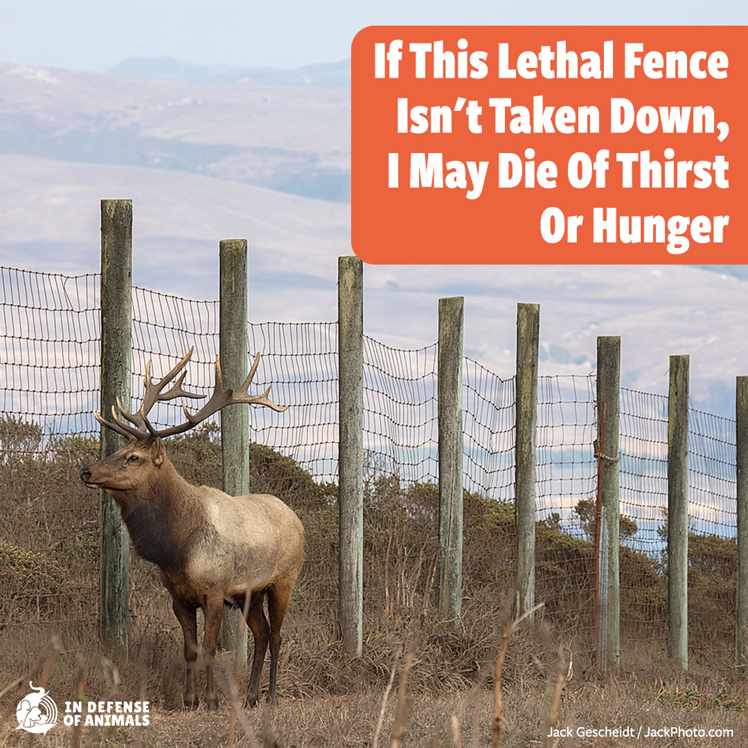 After decades of animal suffering & years of campaigning by IDA & other elktivists, the #NPS has finally proposed removing the deadly fence at #PointReyesNationalSeashore. With your help, #TuleElk could be liberated to roam freely. Take action: bit.ly/4dUKMq3
