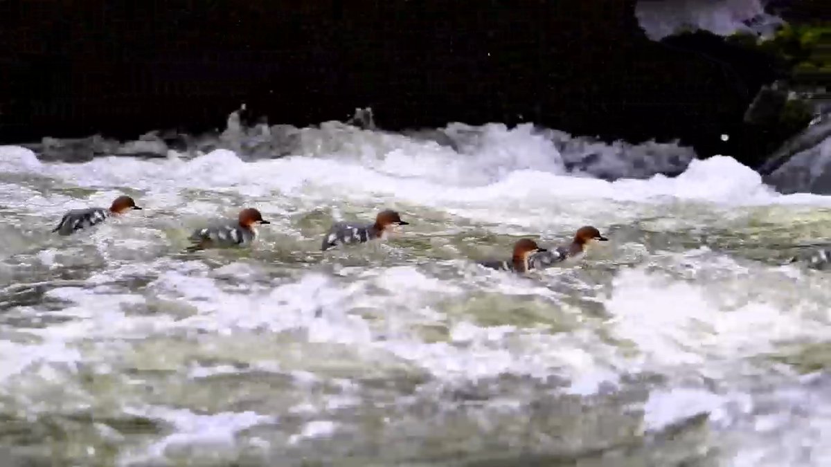 近日，摄影爱好者在吉林省安图县二道白河镇相关水域拍摄到中华秋沙鸭带着宝宝“勇闯激流”，年幼的中华秋沙鸭在湍急的水流中勇敢前进，十分可爱。