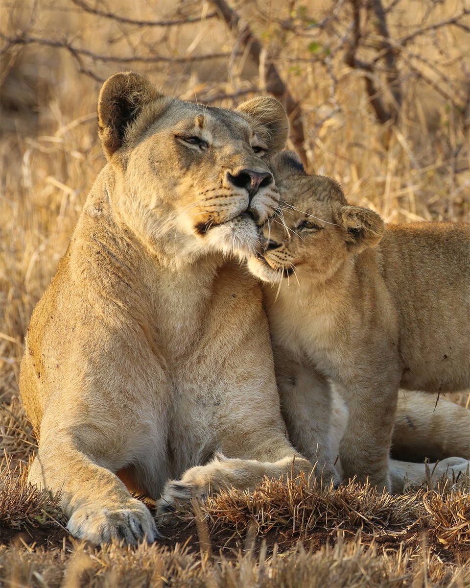 “A tender moment between mother and cub…” - a photo by @clairetrickett - @andbeyondtravel Editor | #seewhatliesbeyond #andbeyondtravel #bateleurmagazine #phinda #andbeyondphinda #wildwatch #andbeyondsightings #luxurysafari