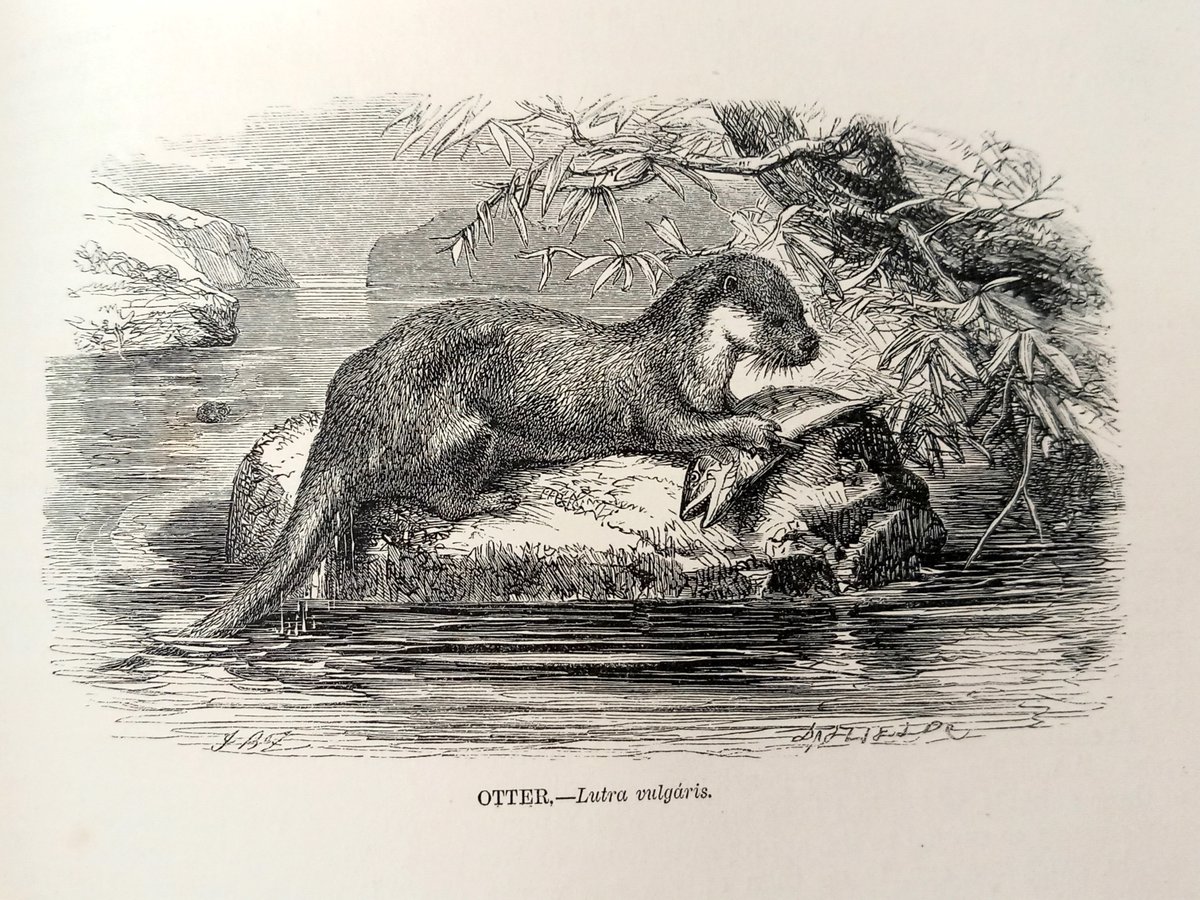 Good morning to everyone, but especially to all the otters, for today is their special day! 🦦

This engraving of an otter is from the book ' The Illustrated Natural History' (1863) by J. G. Wood.

📷 Reserve 590.2/WOO

#WorldOtterDay #Otters #RareBooks