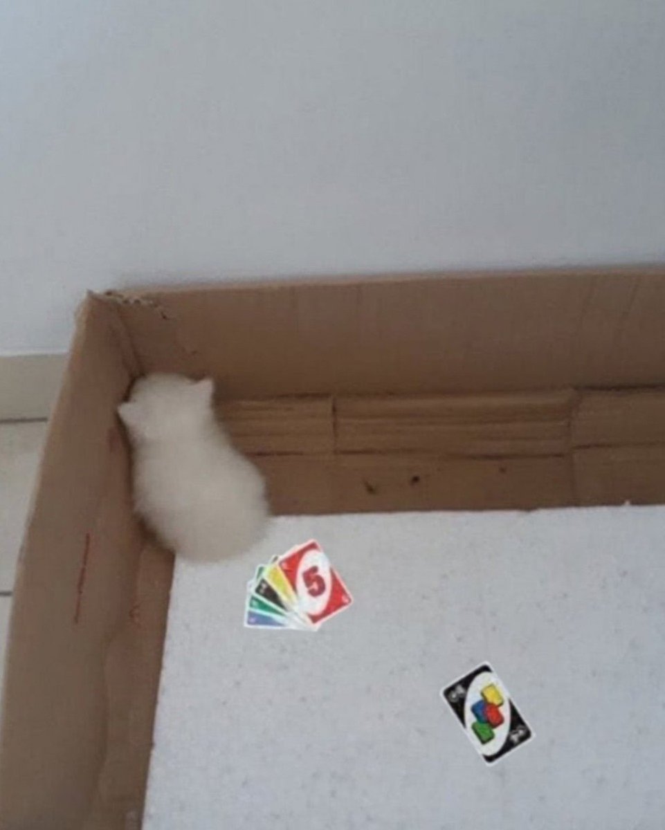 Punch Cat (@punchingcat) on Twitter photo 