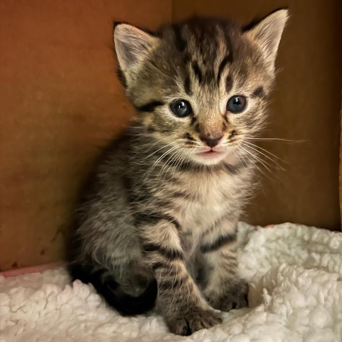 loudouncats's tweet photo. The tinies turned 4 weeks on Sunday! They had good weight gains the last two days. They are 12-13oz so still a ways to go to hit 1lb. Momma has been eating like a champ for them 🥰.
Thistle>Tumbleweed>Bramble>Briar
#kittens #fourweeksold #rollingalong https://t.co/xH472UsUGg
