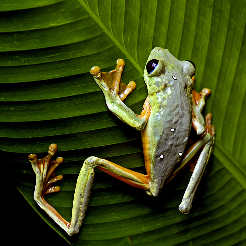 Spurell's Flying Frog

#SpurellsFlyingFrog #flyingfrog
 #frog #photography #wanderlust #macrophotography #naturephotographer #traveltheworld #costarica @travelpics